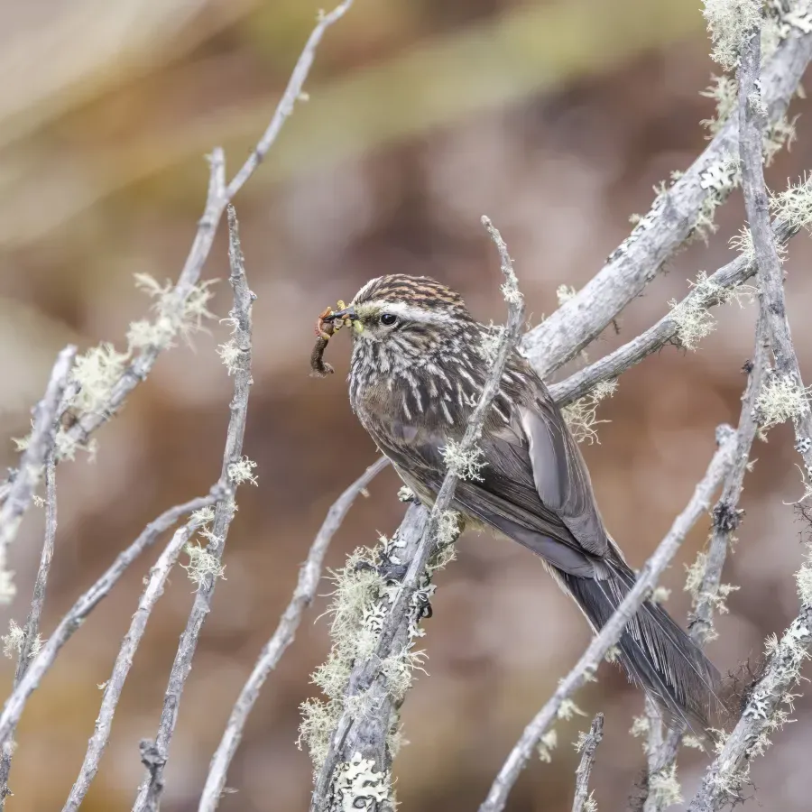 File:Andean tit-spinetail (Leptasthenura andicola andicola) Caldas.jpg