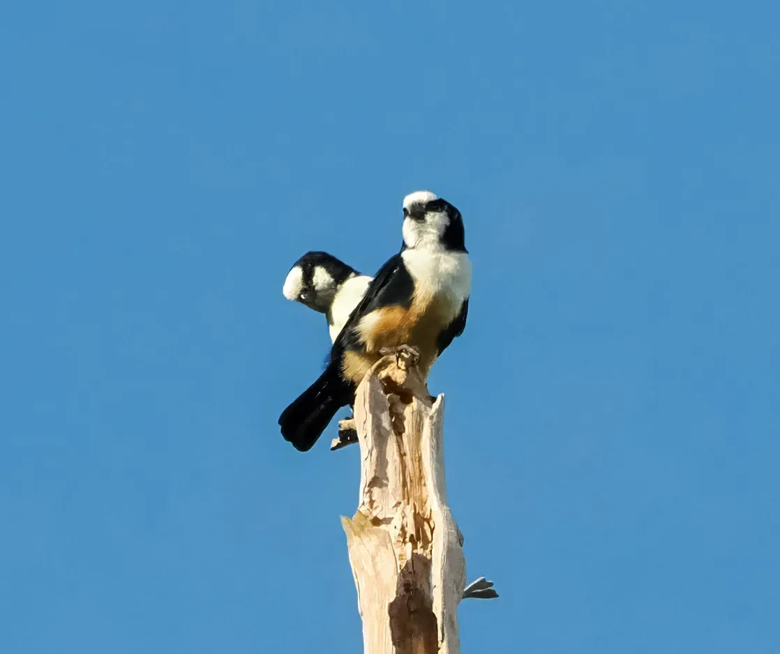 File:Microhierax latifrons 308678488 (cropped).jpg