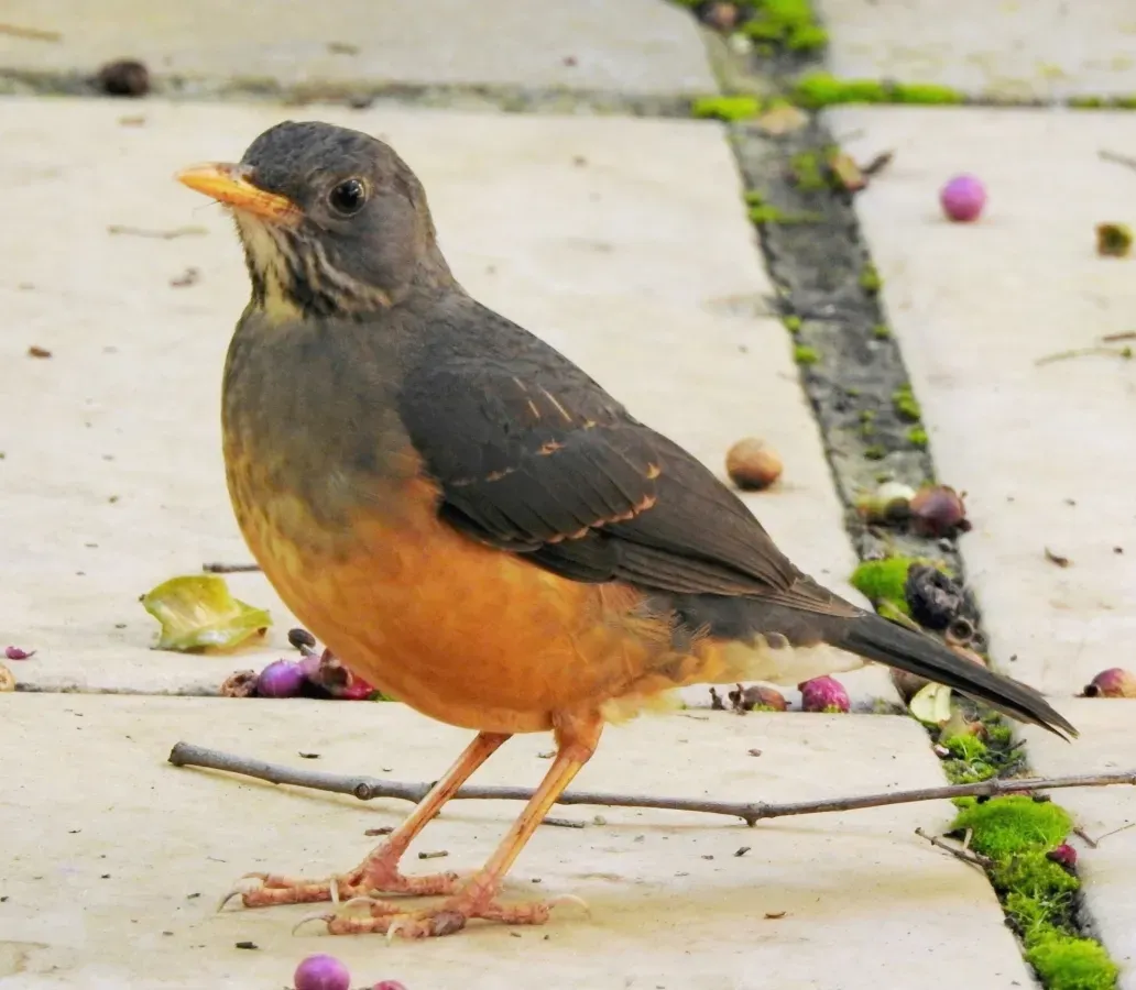 File:Turdus olivaceus 299461933, crop.jpg