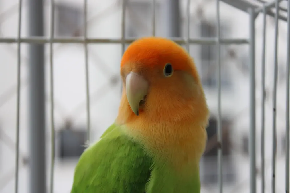 File:Agapornis roseicollis bird.jpg