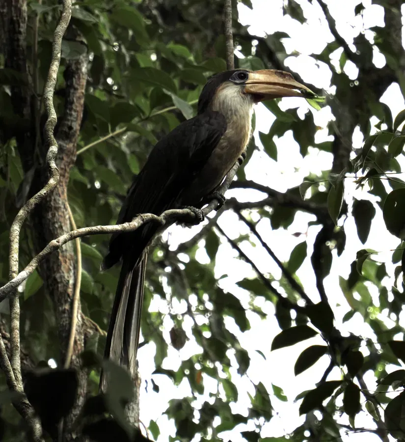 File:Anorrhinus austeni 272198307.jpg
