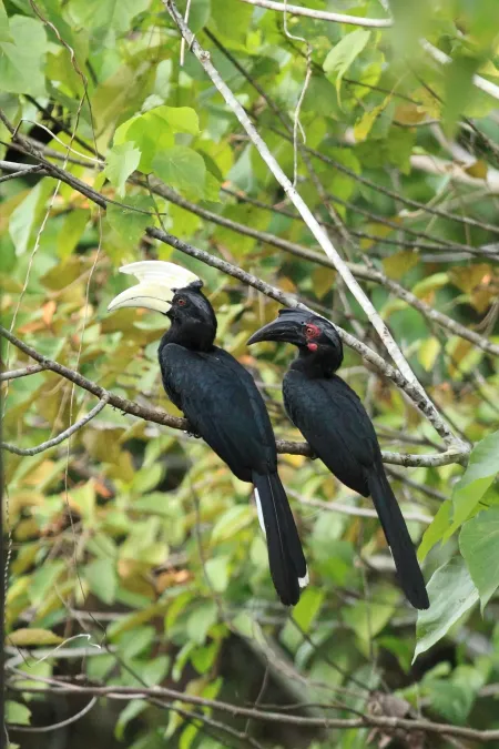 File:Anthracoceros malayanus 260745794.jpg