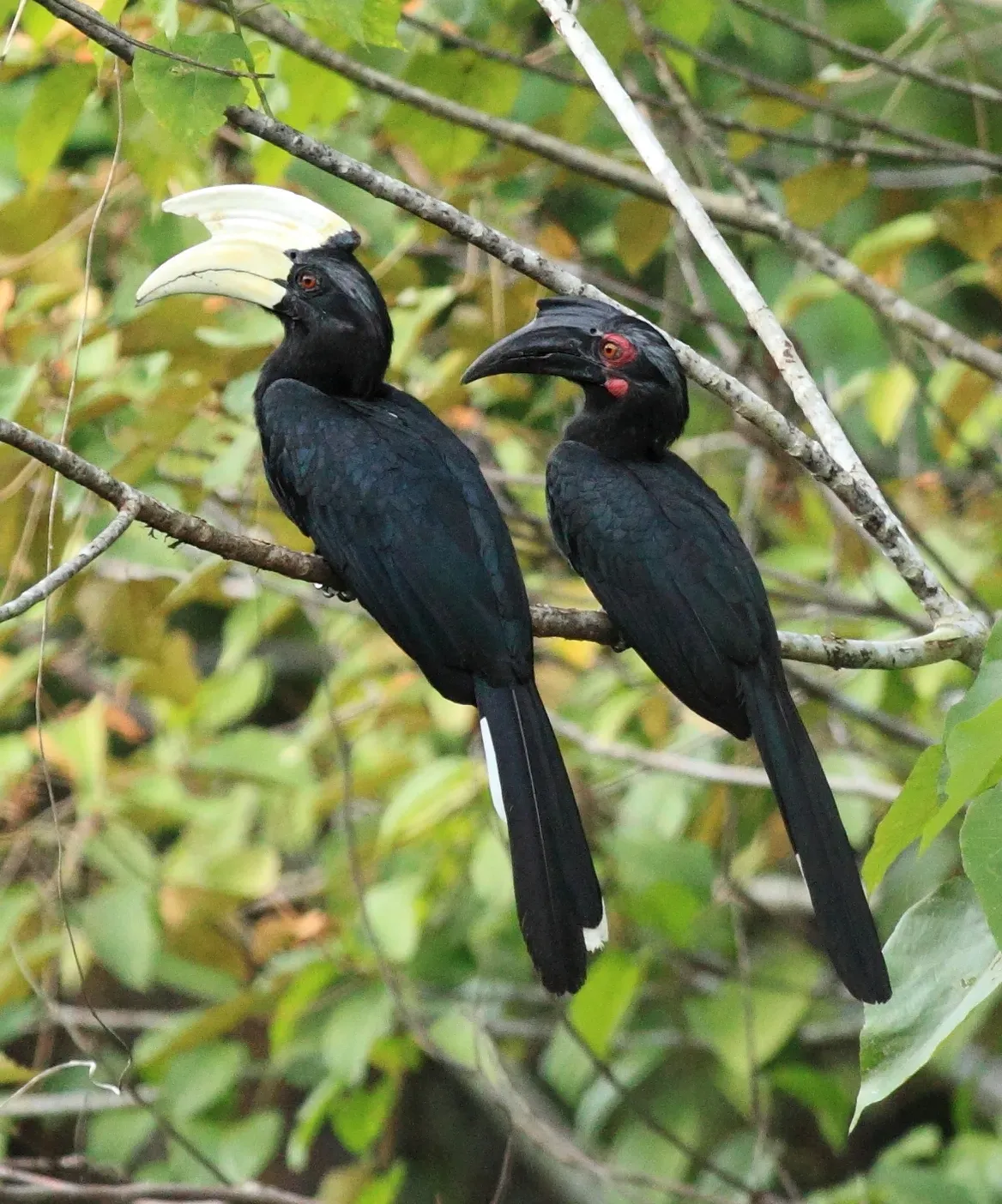 File:Anthracoceros malayanus 260745794 (cropped).jpg