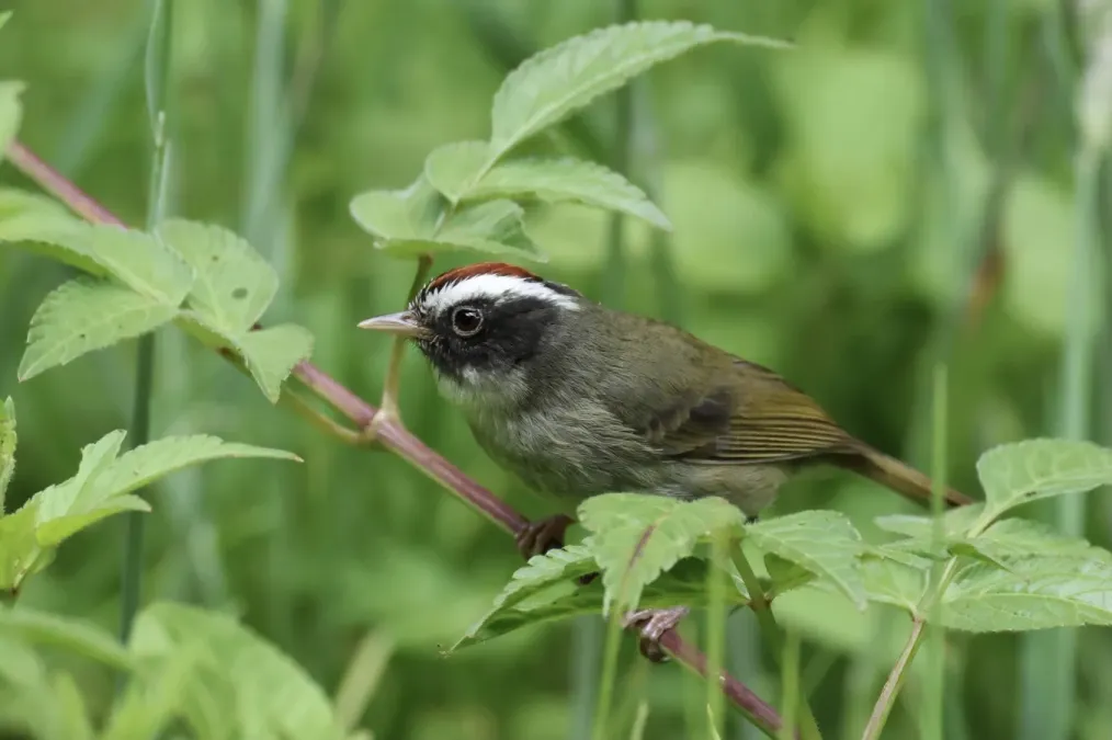 File:Basileuterus melanogenys 269755083.jpg