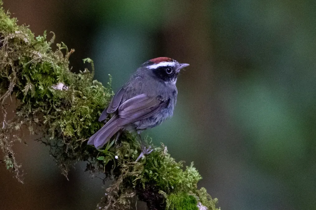 File:Basileuterus melanogenys 294534584.jpg