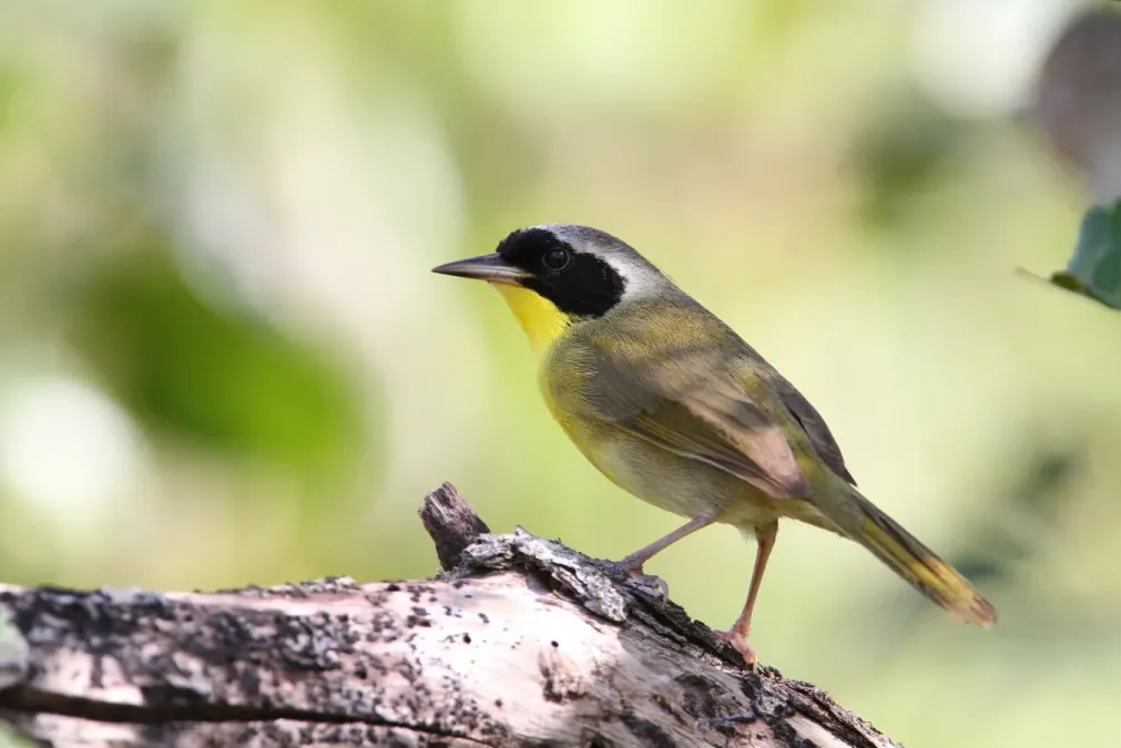 File:Geothlypis rostrata 94157643.jpg