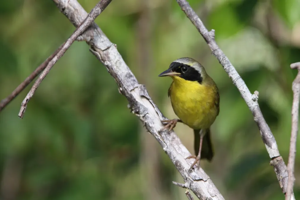 File:Geothlypis rostrata 94142139.jpg