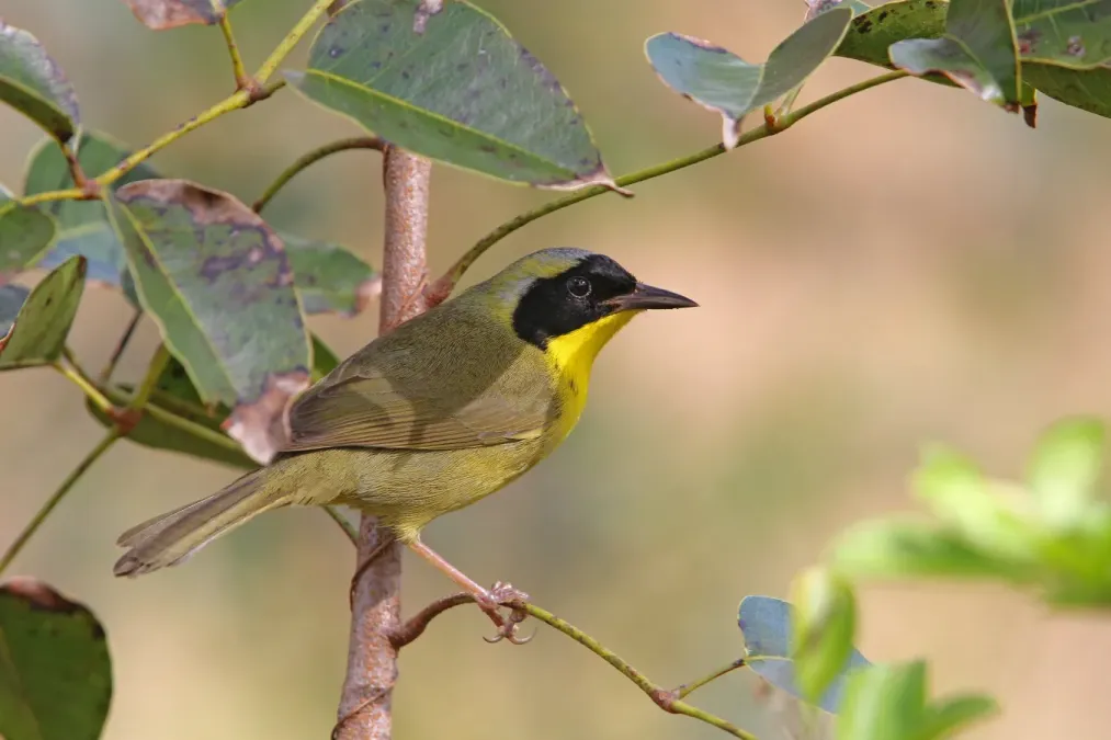 File:Geothlypis rostrata 94120376.jpg