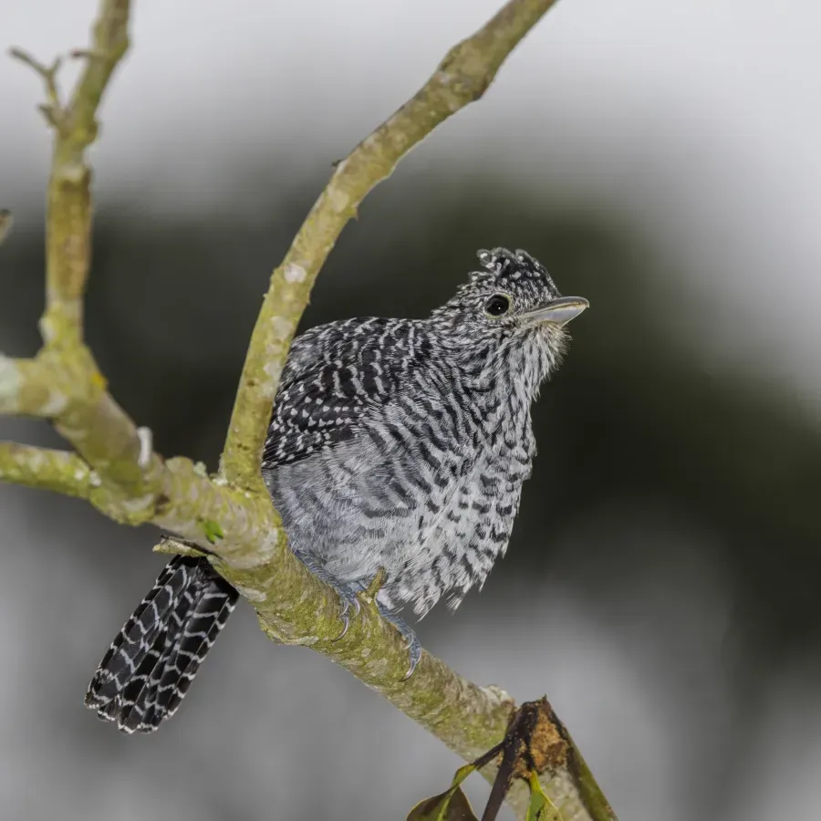 File:Bar-crested antshrike (Thamnophilus multistriatus multistriatus) male Cundinamarca.jpg