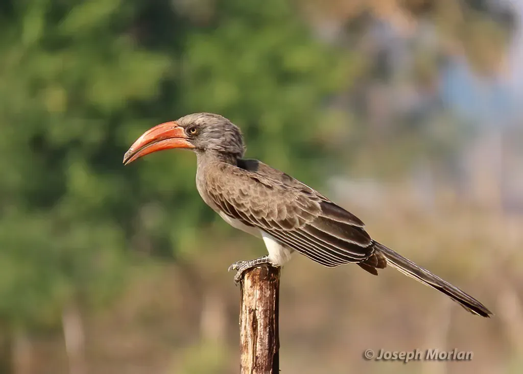 File:Lophoceros bradfieldi 312096352.jpg
