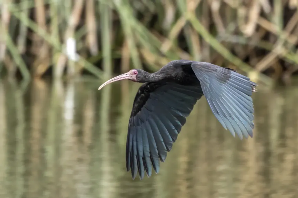 File:Bare-faced ibis (Phimosus infuscatus berlepschi) in flight Cundinamarca.jpg