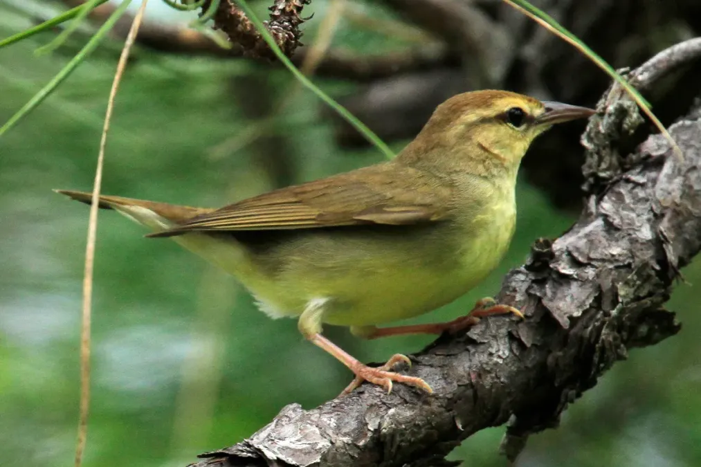 File:Limnothlypis swainsonii 135085985.jpg