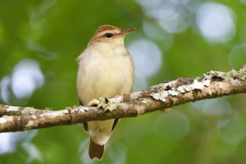 File:Limnothlypis swainsonii 271868632.jpg