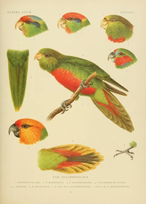 File:Neopsittacus pullicauda plate.jpg