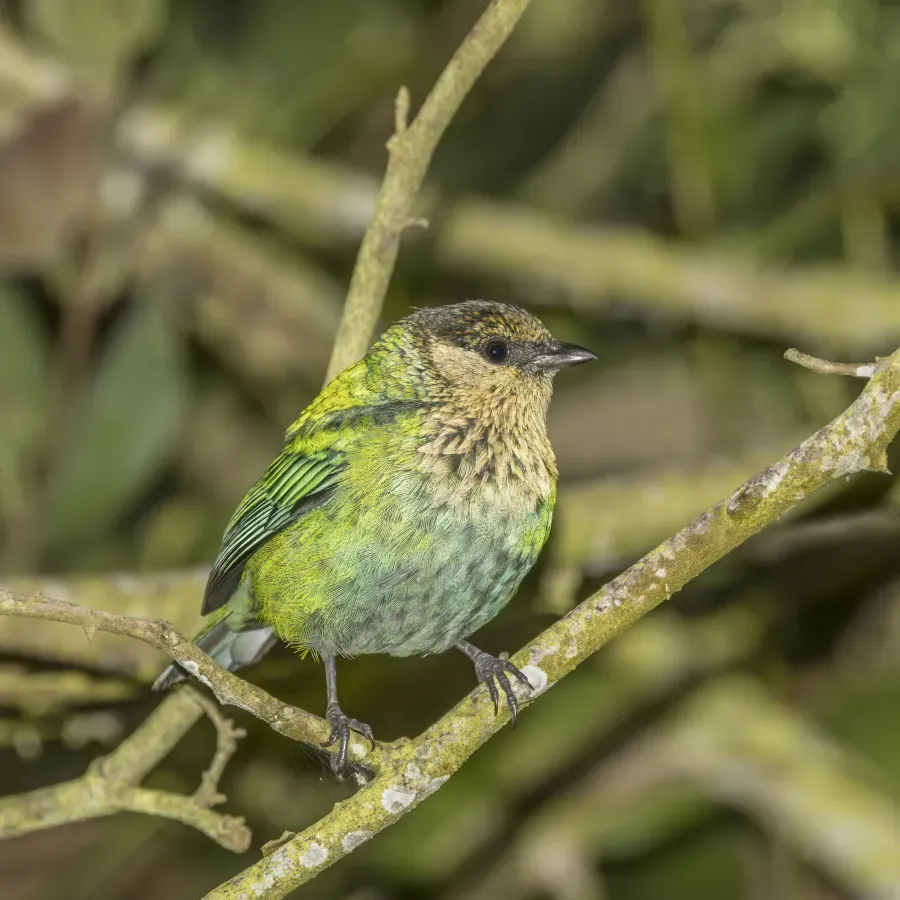 File:Black-capped tanager (Stilpnia heinei) female Cundinamarca.jpg