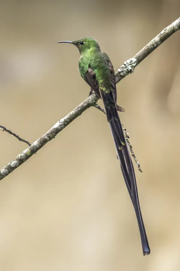 File:Black-tailed trainbearer (Lesbia victoriae victoriae) male Cundinamarca.jpg