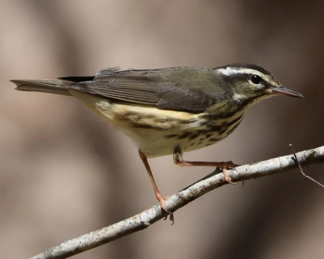 File:Parkesia motacilla 264404316.jpg