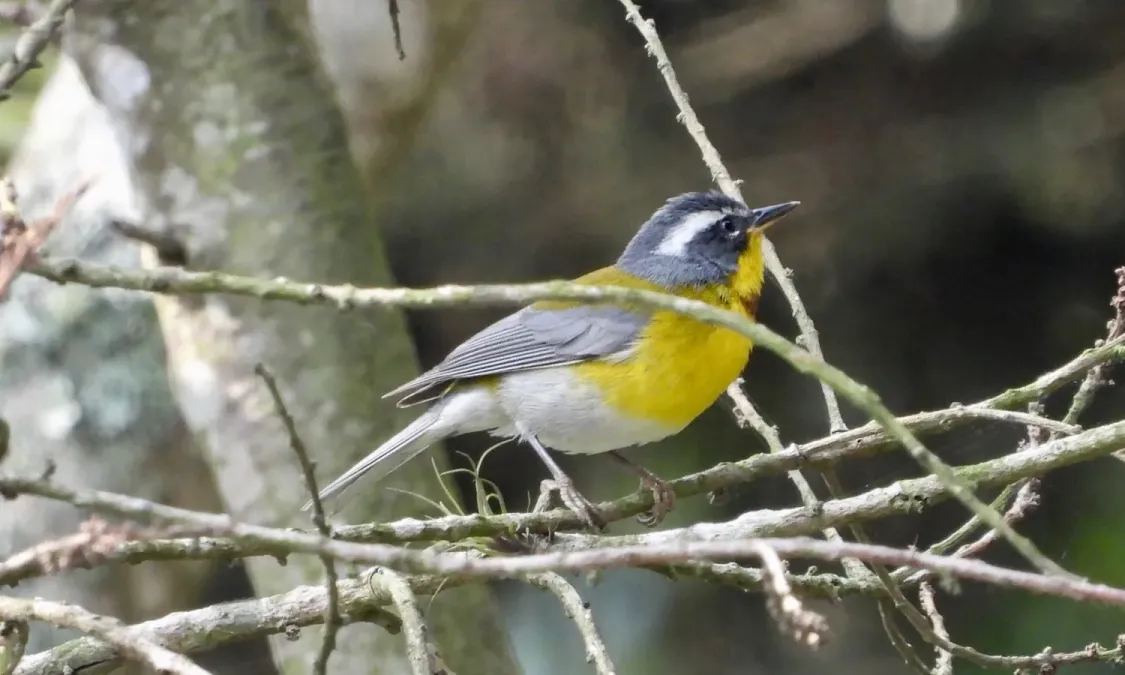 File:Oreothlypis superciliosa 71067580.jpg