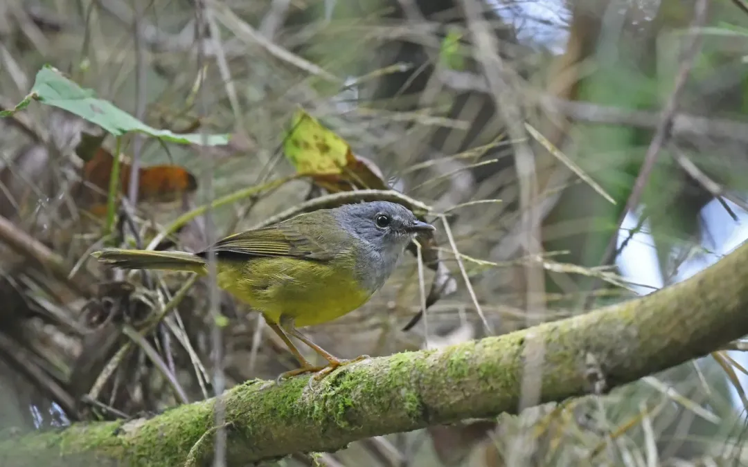 File:Myiothlypis cinereicollis 273472661.jpg