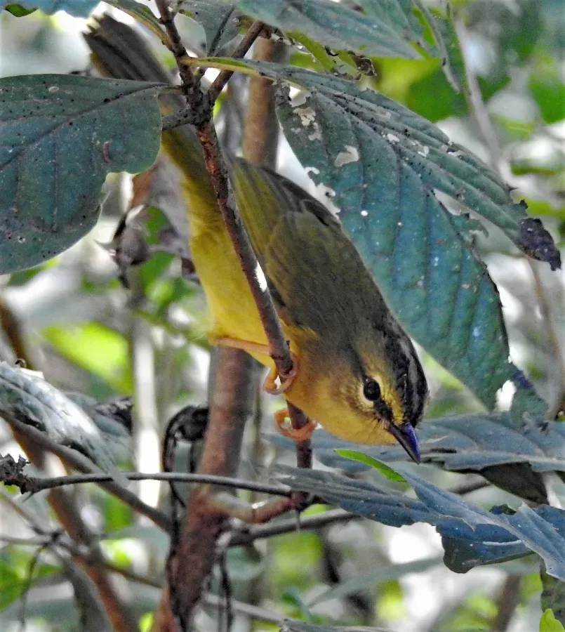 File:Myiothlypis bivittata 238102783.jpg