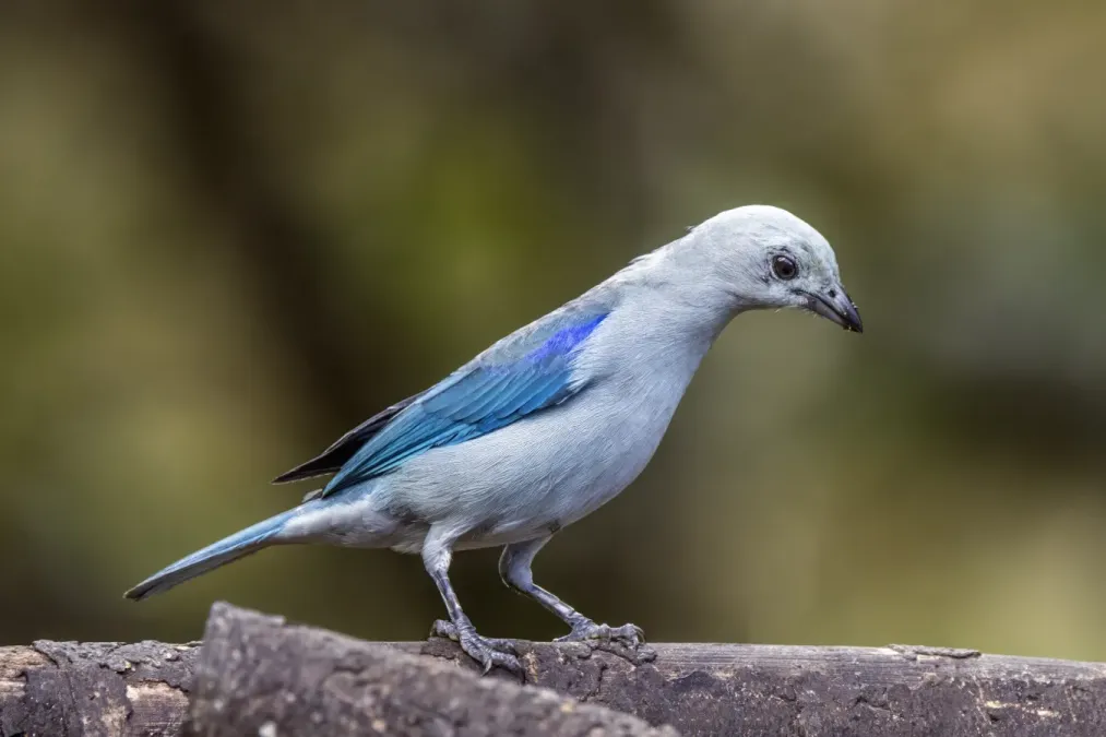 File:Blue-grey tanager (Thraupis episcopus quaesita) Las Tangaras.jpg