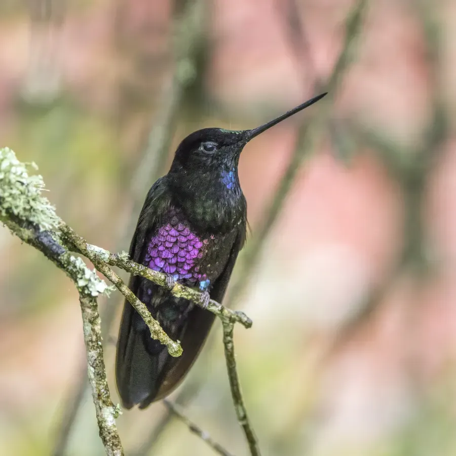File:Blue-throated starfrontlet (Coeligena helianthea helianthea) male Cundinamarca.jpg