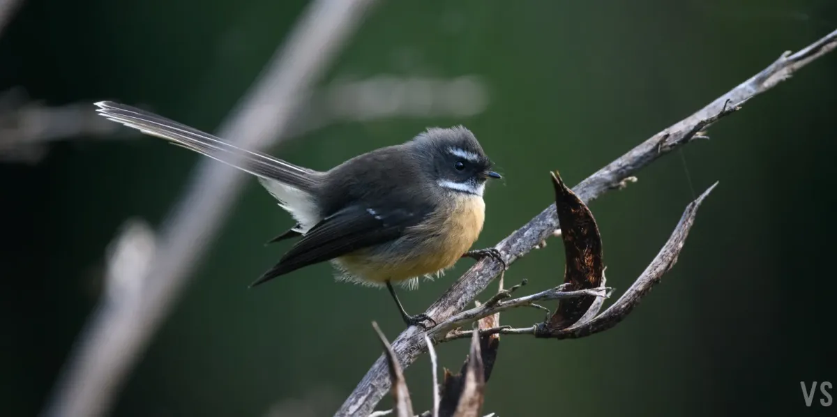 File:Rhipidura albiscapa.jpg