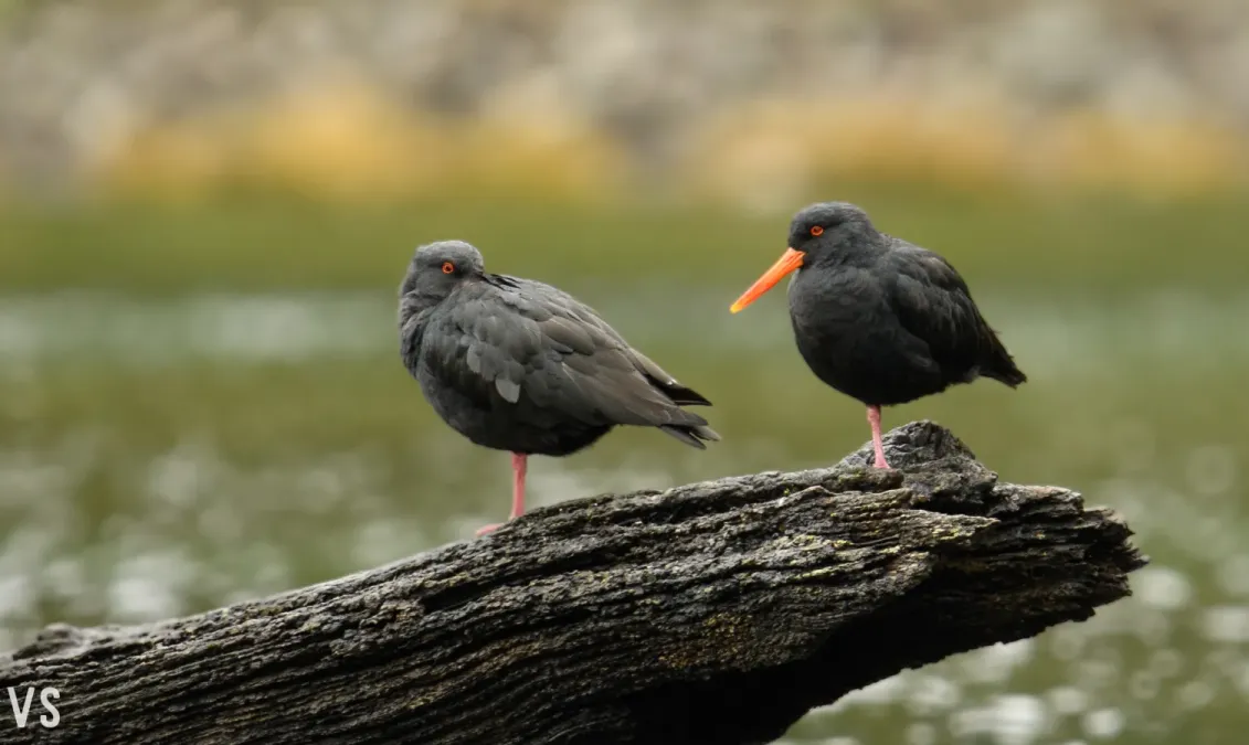 File:Haematopus unicolor - Tōrea pango.jpg