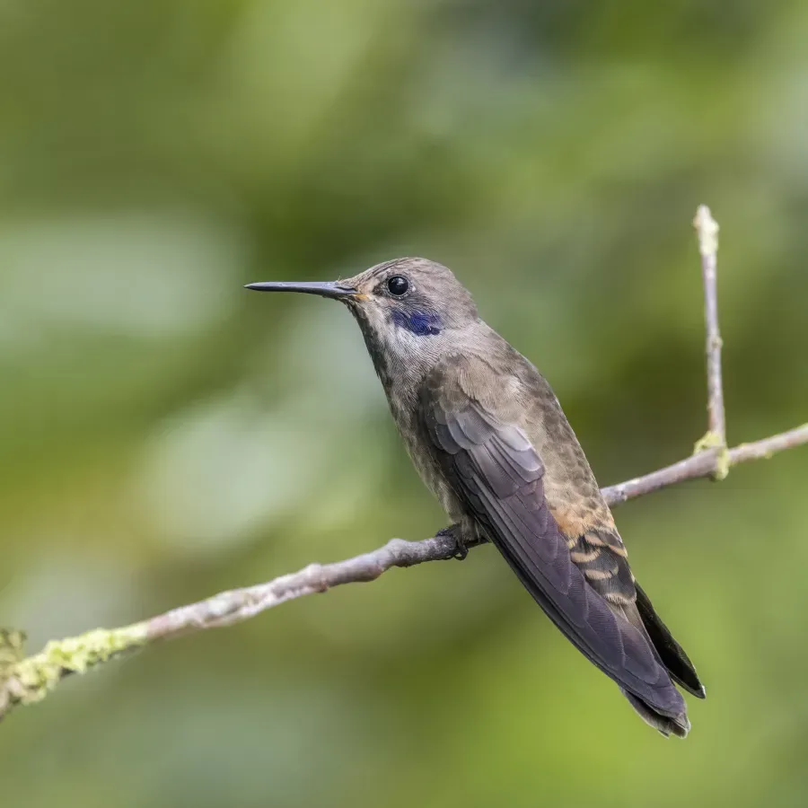 File:Brown violetear (Colibri delphinae) Las Tangaras.jpg