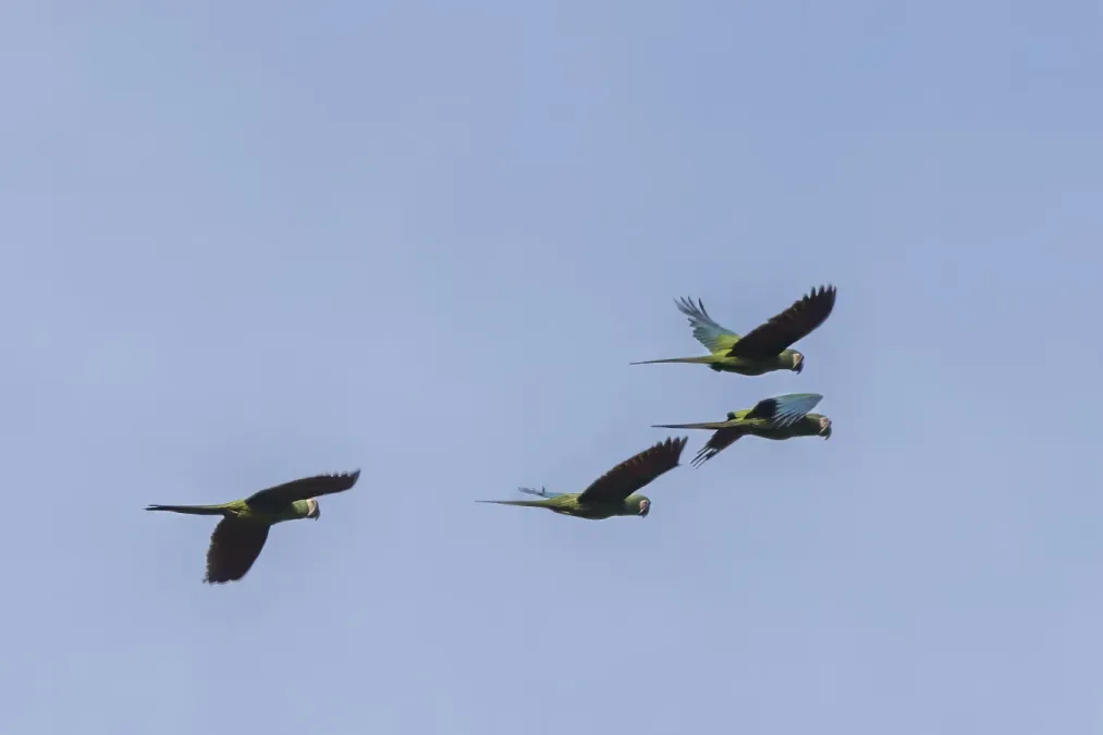 File:Chestnut-fronted macaws (Ara severus) in flight Antioquia.jpg