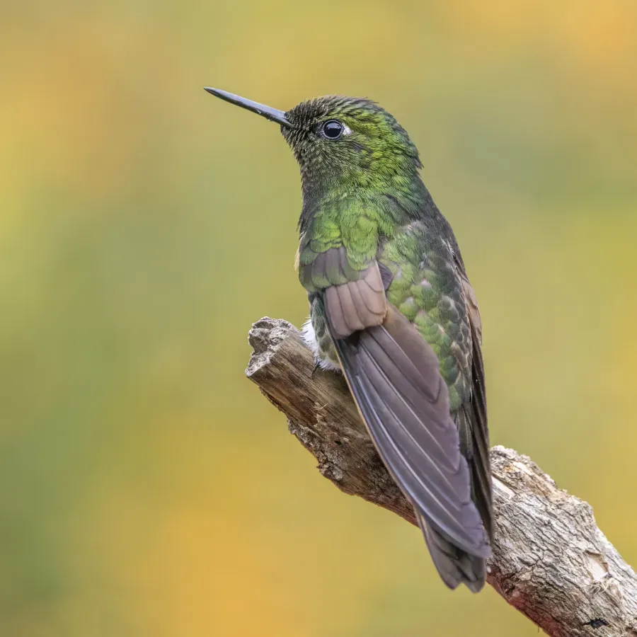 File:Buff-tailed coronet (Boissonneaua flavescens flavescens) Caldas 2.jpg