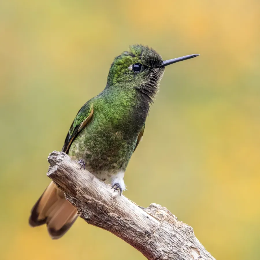 File:Buff-tailed coronet (Boissonneaua flavescens flavescens) Caldas.jpg