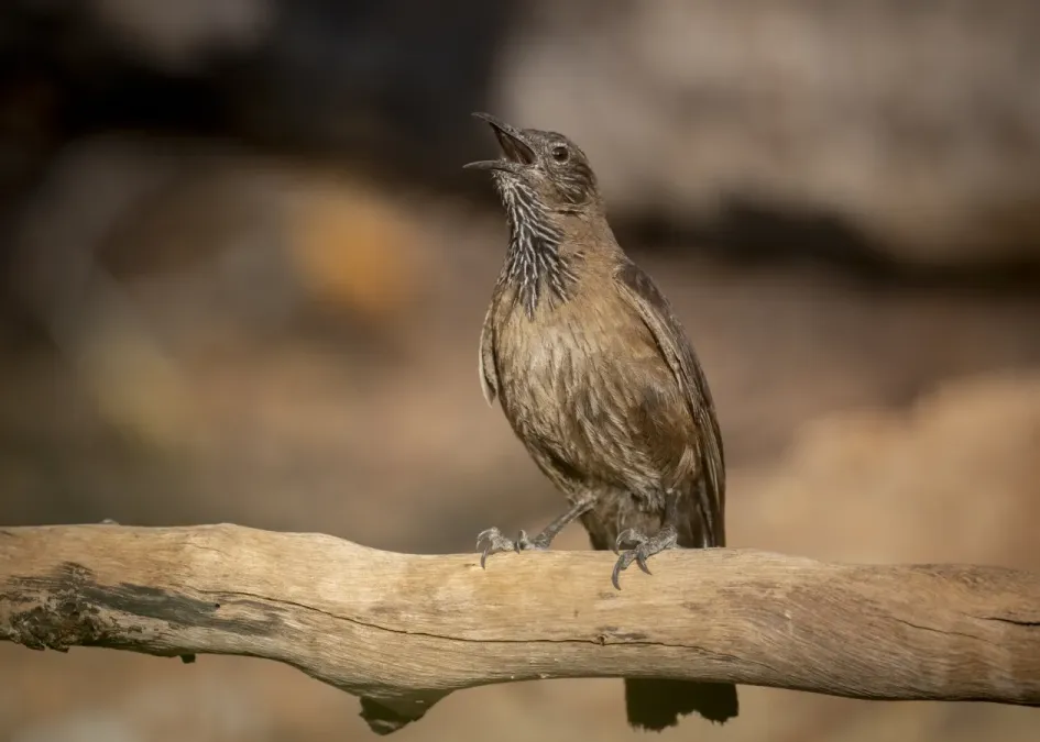 File:Black-tailed Treecreeper (Climacteris melanurus), Marrakai, Northern Territory, Australia.jpg