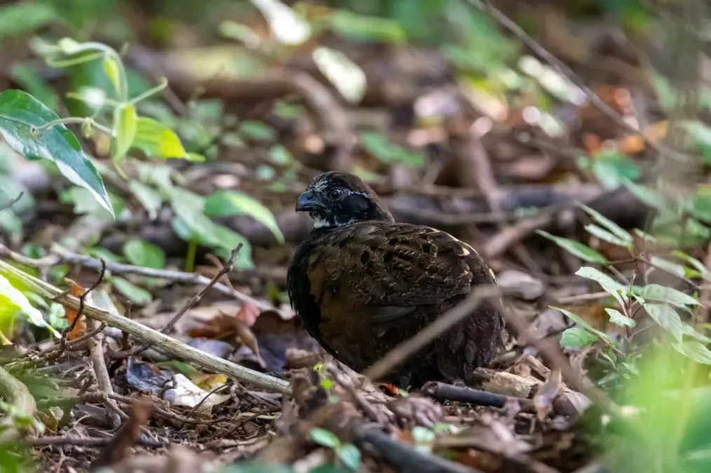 File:Odontophorus leucolaemus 59474725.jpg