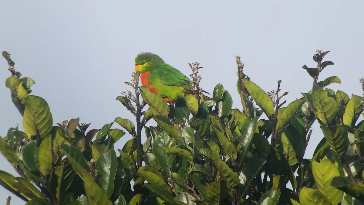 File:Neopsittacus pullicauda 77873579.jpg