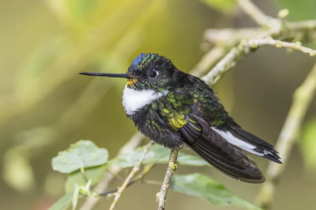 File:Collared inca (Coeligena torquata torquata) female Cundinamarca.jpg