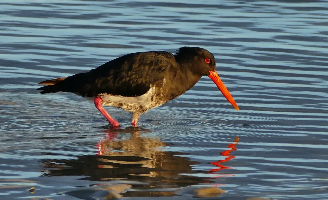 File:Variable oystercatcher (Haematopus unicolor) (53174454289).jpg