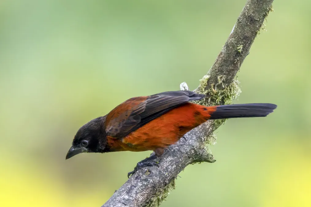 File:Crimson-backed tanager (Ramphocelus dimidiatus molochinus) female Cundinamarca.jpg