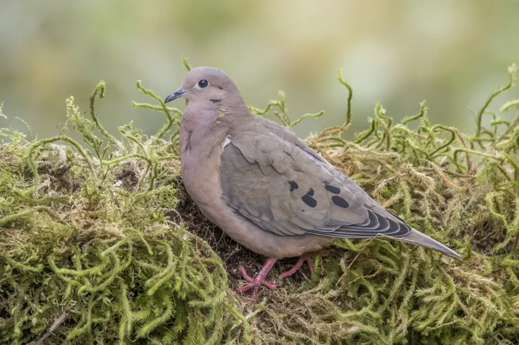 File:Eared dove (Zenaida auriculata antioquiae) Caldas.jpg