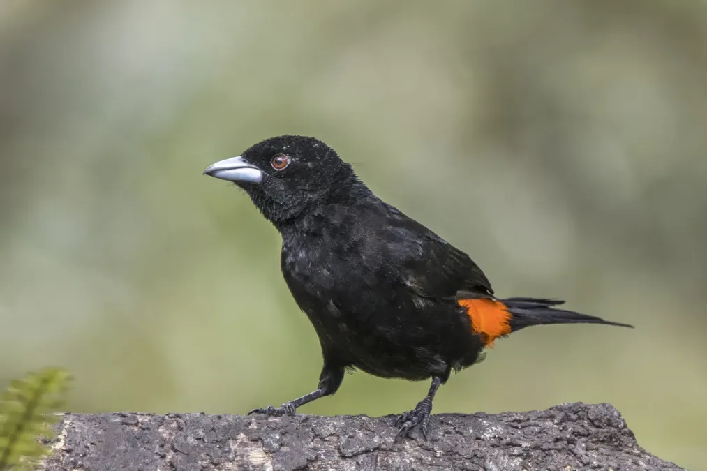 File:Flame-rumped tanager (Ramphocelus flammigerus) male Las Tanagaras 2.jpg