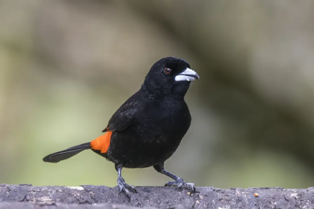 File:Flame-rumped tanager (Ramphocelus flammigerus) male Las Tanagaras.jpg