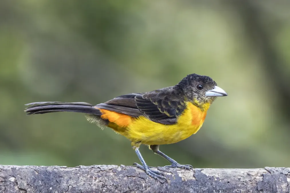File:Flame-rumped tanager (Ramphocelus flammigerus) female Las Tanagaras.jpg