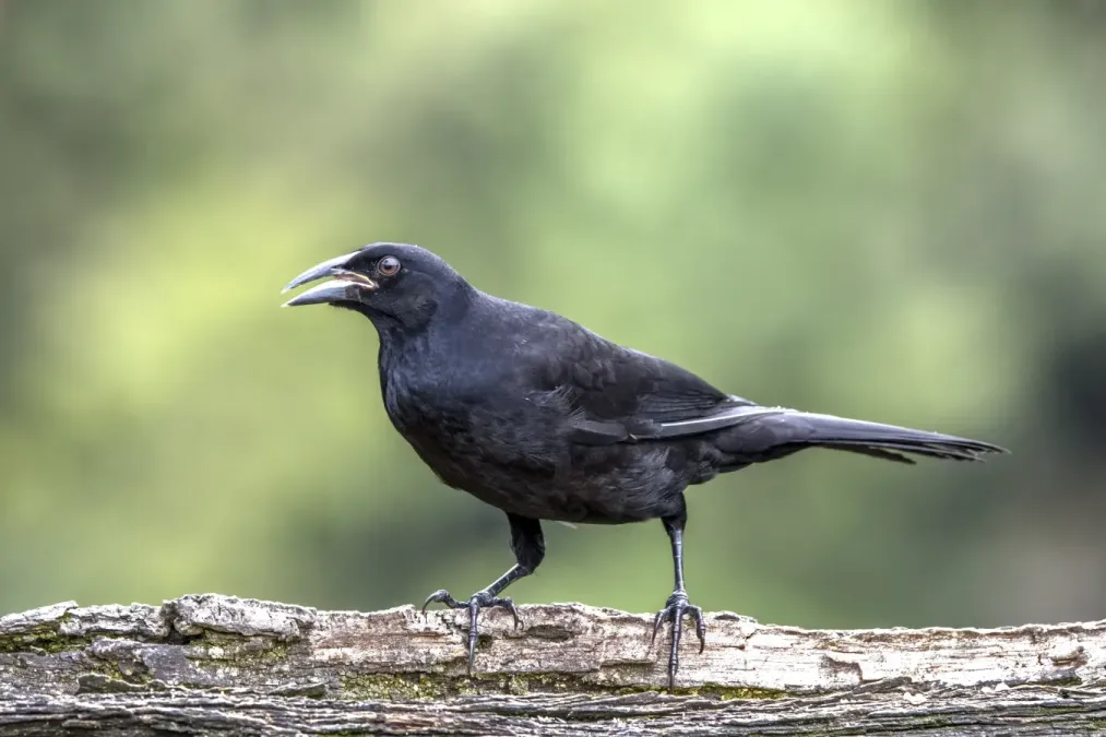 File:Giant cowbird (Molothrus oryzivorus oryzivorus) Las Tangaras.jpg