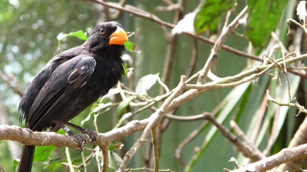 File:Saltator fuliginosus -Pomerode Zoo, Santa Catarina, Brazil -adult male-8b.jpg