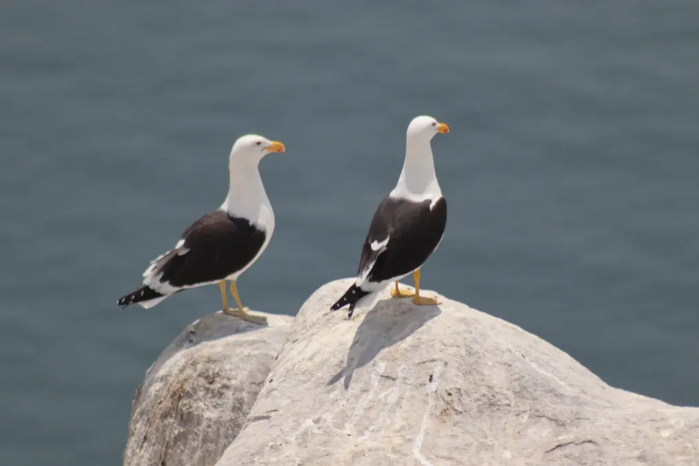 File:Gaviota peruana (Larus belcheri) en Isla Blanca 03.jpg