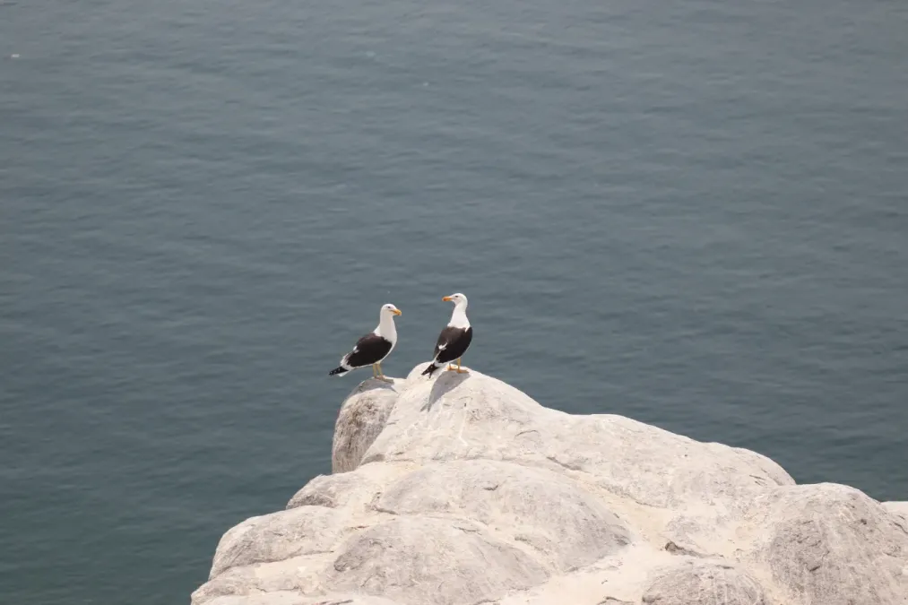 File:Gaviota peruana (Larus belcheri) en Isla Blanca 02.jpg