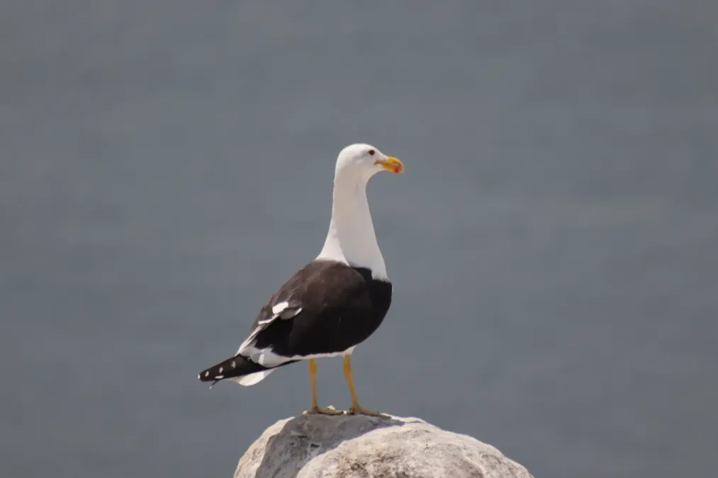 File:Gaviota peruana (Larus belcheri) en Isla Blanca 04.jpg