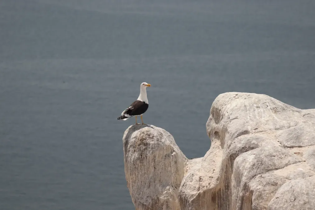 File:Gaviota peruana (Larus belcheri) en Isla Blanca 05.jpg