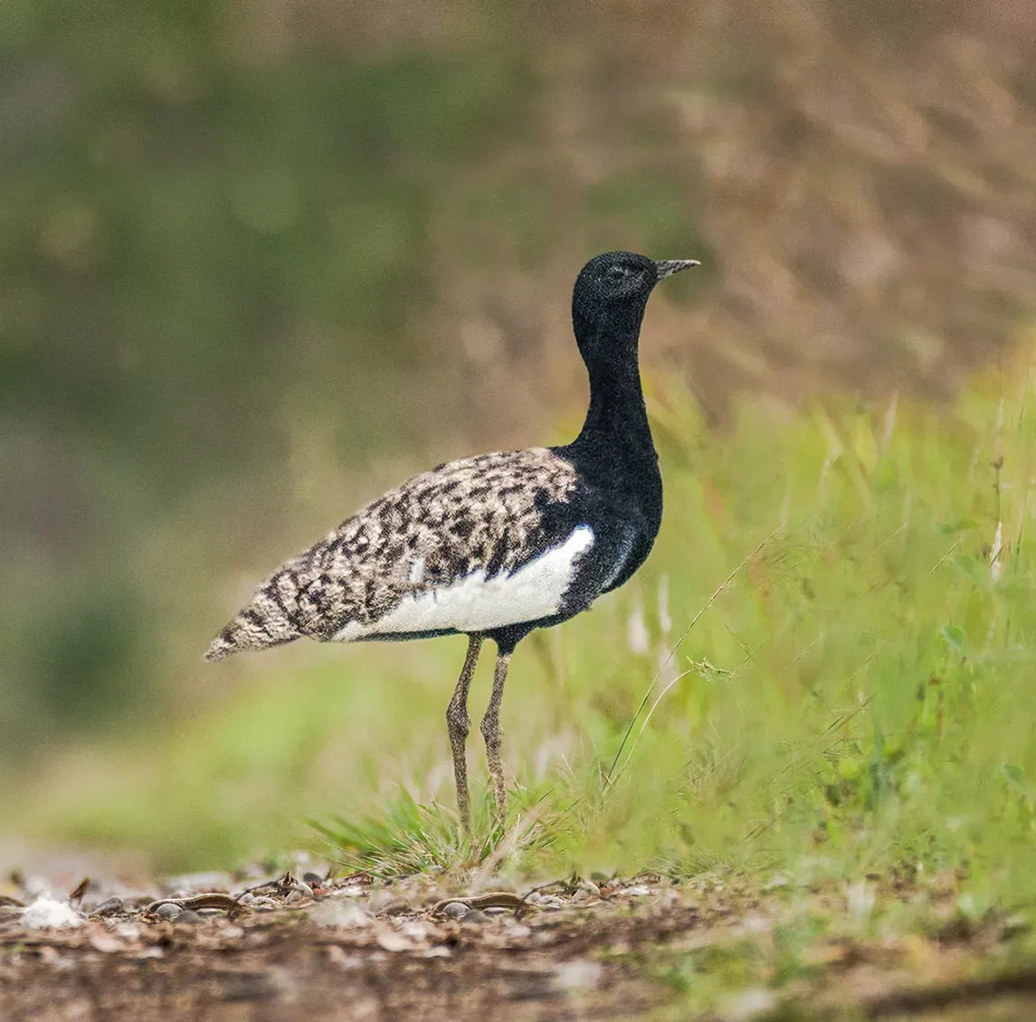 File:Bengal Florican (Houbaropsis bengalensis bengalensis) (cropped).jpg