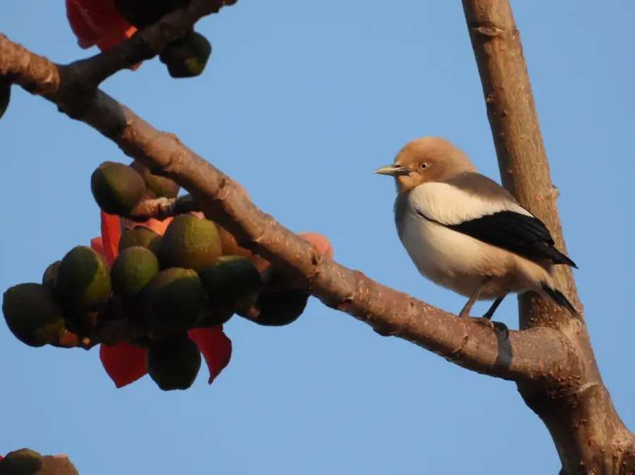 File:Sturnia sinensis, Kowloon Tsai, Hong Kong 3.jpg